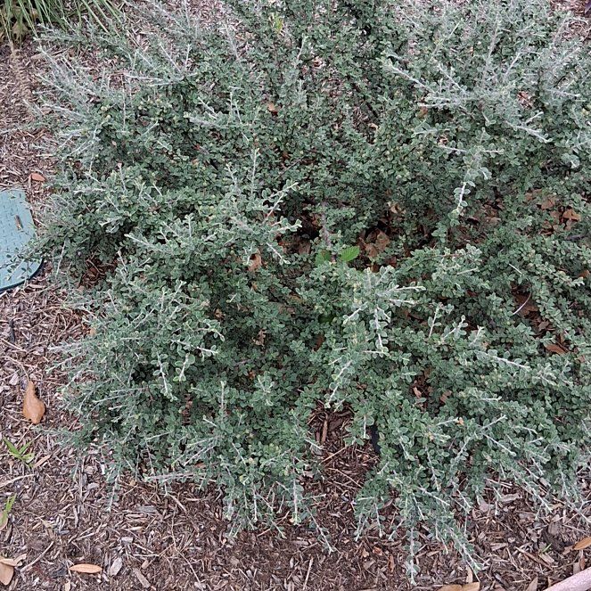 Photo of the plant species Prickly Russian Thistle by @AdonicPersia31 named Anne on Greg, the plant care app