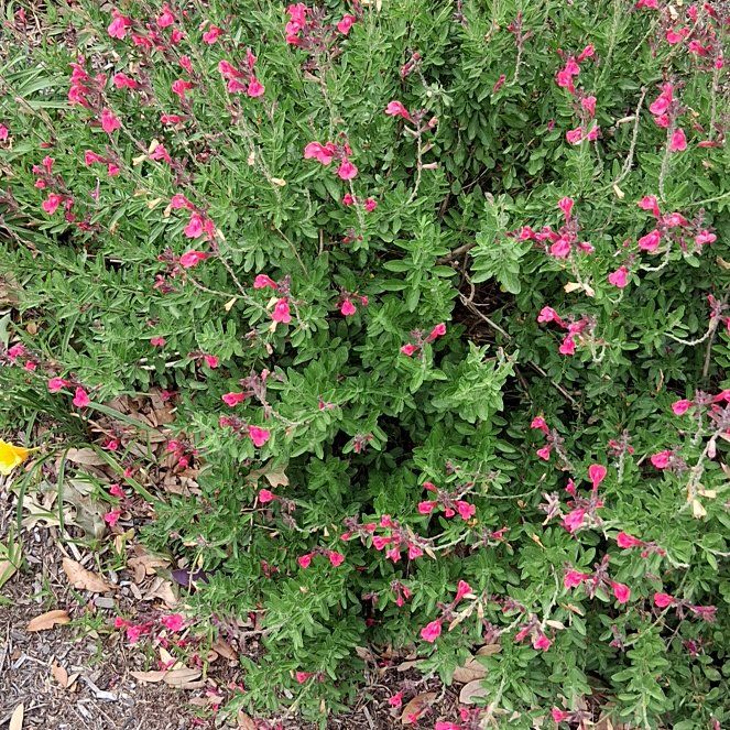 Photo of the plant species Autumn Sage by @AdonicPersia31 named Kobe on Greg, the plant care app