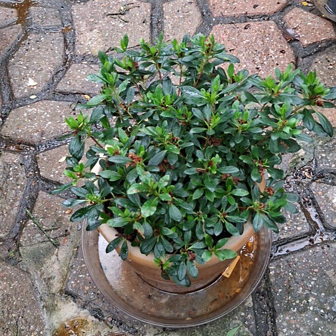 Photo of the plant species Satsuki by @AdonicPersia31 named Clooney on Greg, the plant care app