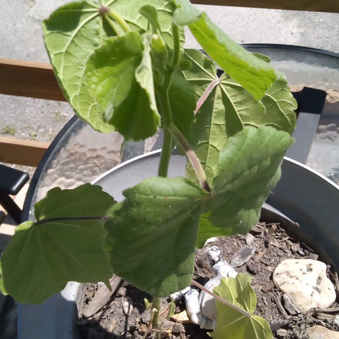 Photo of the plant species China Jute by @HipIrishmoss87 named Hamilton on Greg, the plant care app