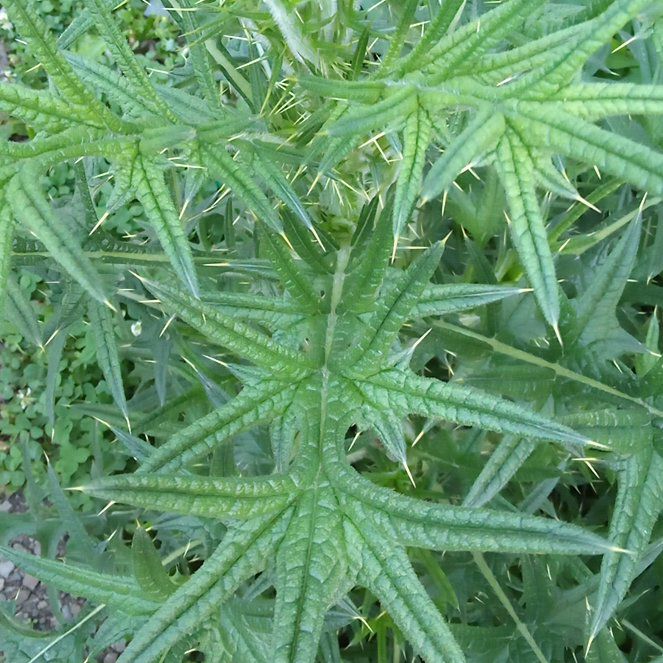 Photo of the plant species Spear Thistle by @HipIrishmoss87 named Pax on Greg, the plant care app