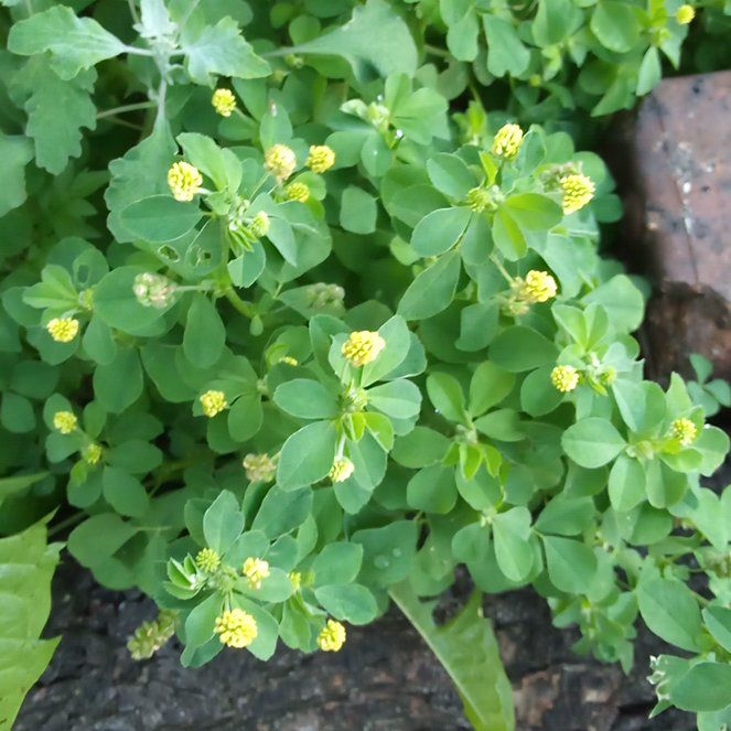 Photo of the plant species Black Medick by @HipIrishmoss87 named Sahara on Greg, the plant care app