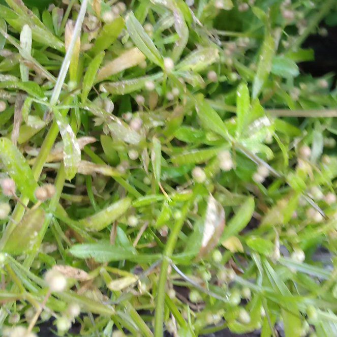 Photo of the plant species Spring Draba by @HipIrishmoss87 named Treeyoncé on Greg, the plant care app
