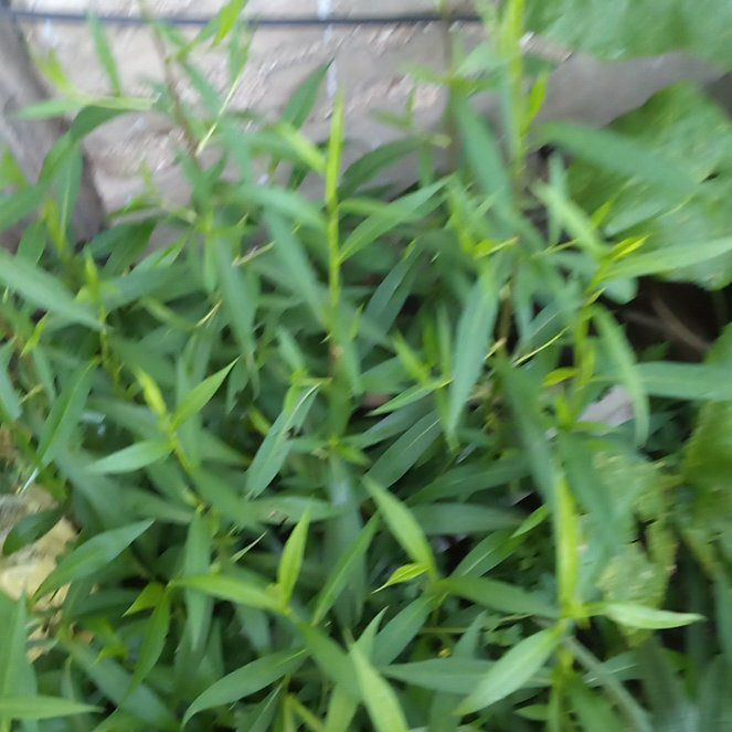 Photo of the plant species Japanese Stiltgrass by @HipIrishmoss87 named Coco on Greg, the plant care app