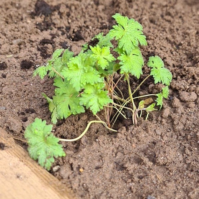 Photo of the plant species Woolly Geranium by @WarmErophaca32 named Mollie on Greg, the plant care app