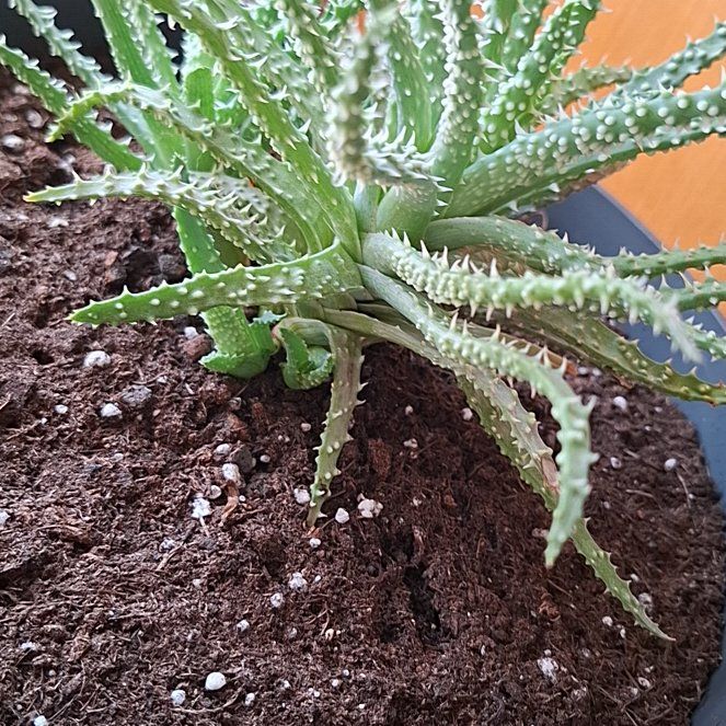 Photo of the plant species Aloe humilis x erinacea by @YesPilea11 named Duke on Greg, the plant care app
