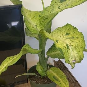 Photo of the plant species Camo Dumb Cane by @AbleNeslia98 named McGrady on Greg, the plant care app