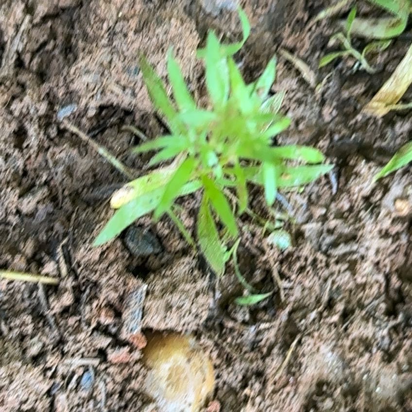 Photo of the plant species False Mermaidweed by @GiddyOregano49 named Taylor Swift on Greg, the plant care app