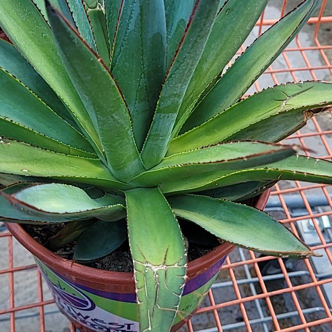 Photo of the plant species Green Glow Agave by @PeacefulOasis named Remington on Greg, the plant care app