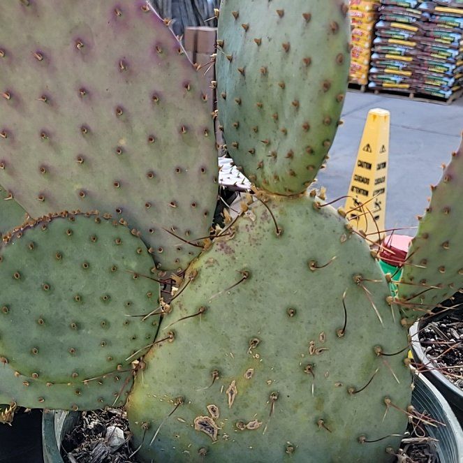 Photo of the plant species Dollar-Joint Prickly Pear by @PeacefulOasis named Willow on Greg, the plant care app