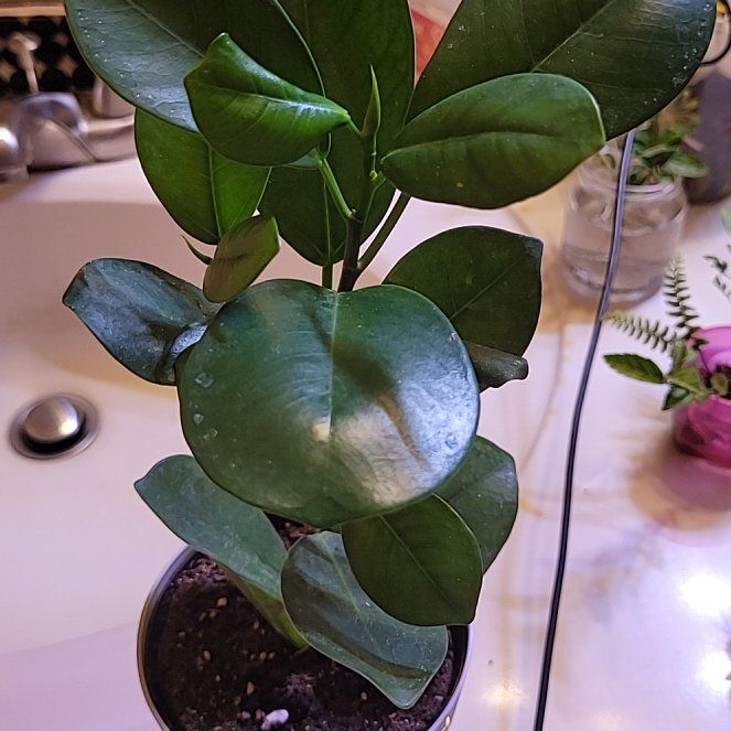 Photo of the plant species Ficus by @DaringPinoak47 named Curly on Greg, the plant care app