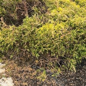Photo of the plant species Palhinhaea Cernua by @MarvelTutsan97 named Keanu Leaves on Greg, the plant care app