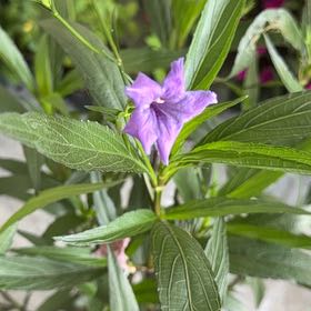 Photo of the plant species Mexican Bluebell by @HipKanna21 named Terra on Greg, the plant care app