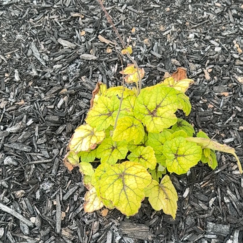 Photo of the plant species Coral Bells by @HipKanna21 named Aria on Greg, the plant care app