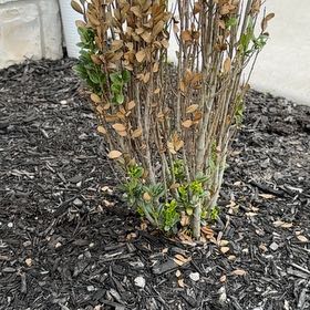 Photo of the plant species Boxwood by @HipKanna21 named Homer on Greg, the plant care app