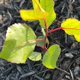 Photo of the plant species Apricot by @HipKanna21 named Fernie Saunders on Greg, the plant care app