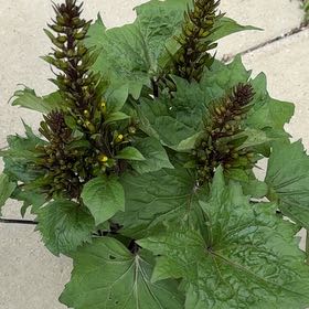 Photo of the plant species Indian-Ink by @HipKanna21 named Mando on Greg, the plant care app