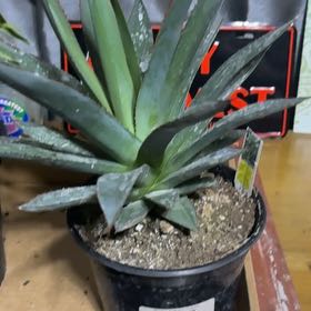 Photo of the plant species Black-Spined Agave by @JollyDidelta98 named Mollie on Greg, the plant care app