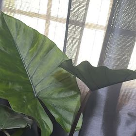 Photo of the plant species Elephant Ear Or Dark Star by @JollyDidelta98 named Ellie on Greg, the plant care app