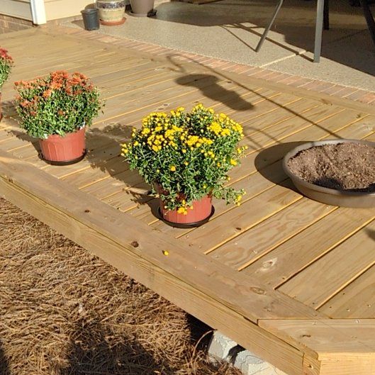 Photo of the plant species Chrysanthemum by @PrimoTropical named Athena on Greg, the plant care app