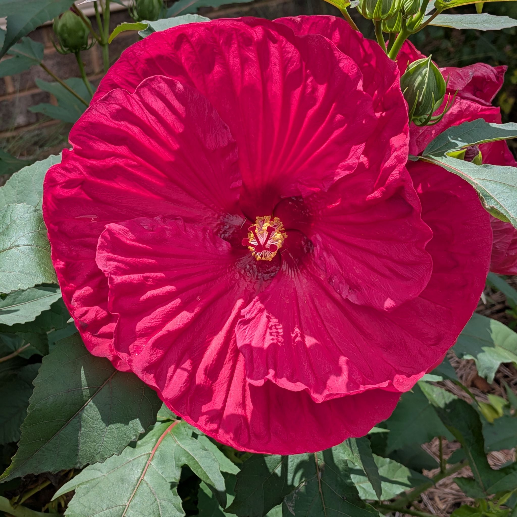 Photo of the plant species Hibiscus 'Summer in Paradise' by @PrimoTropical named Gomez II on Greg, the plant care app