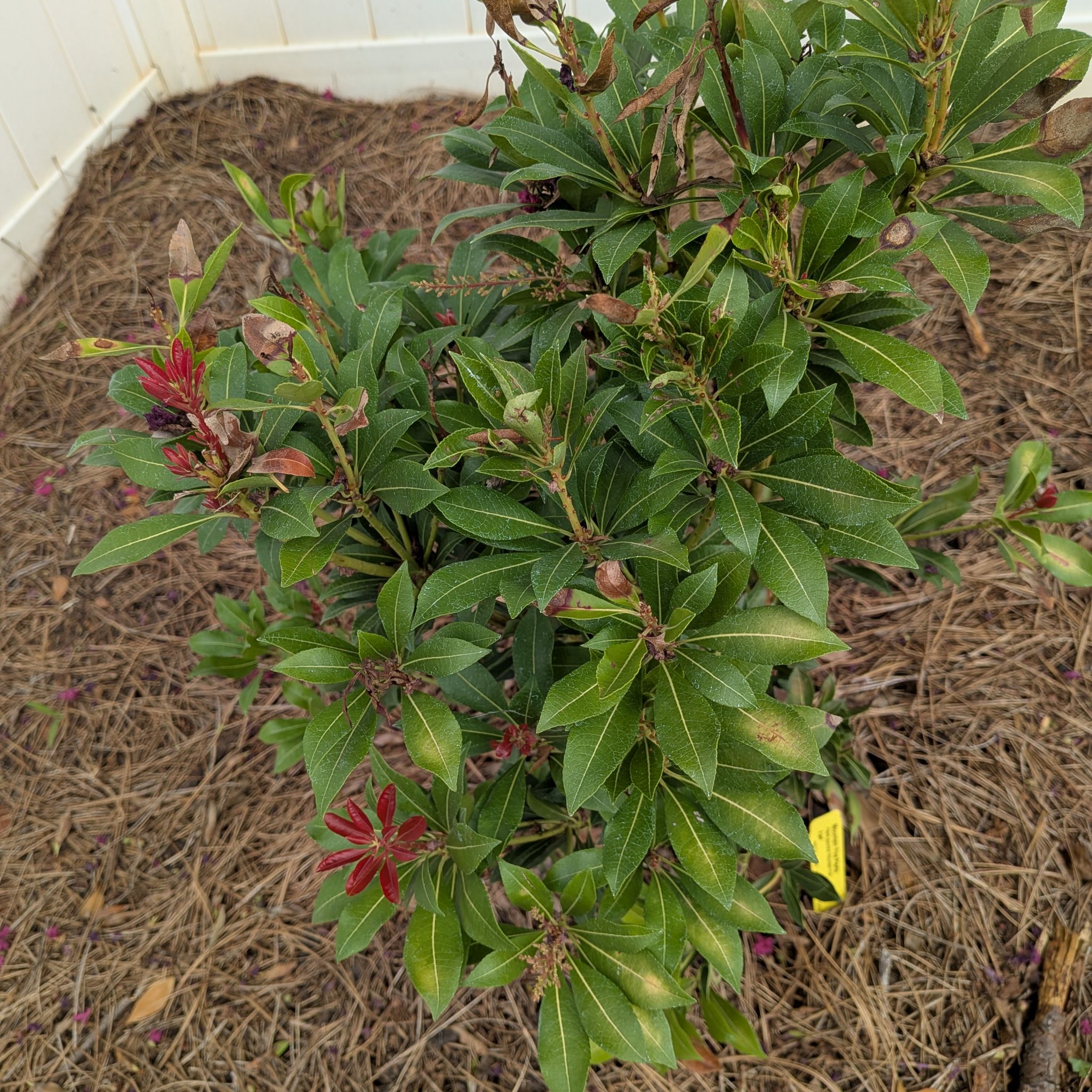 Photo of the plant species Mountain Fire Pieris by @PrimoTropical named Sonora Beguine on Greg, the plant care app