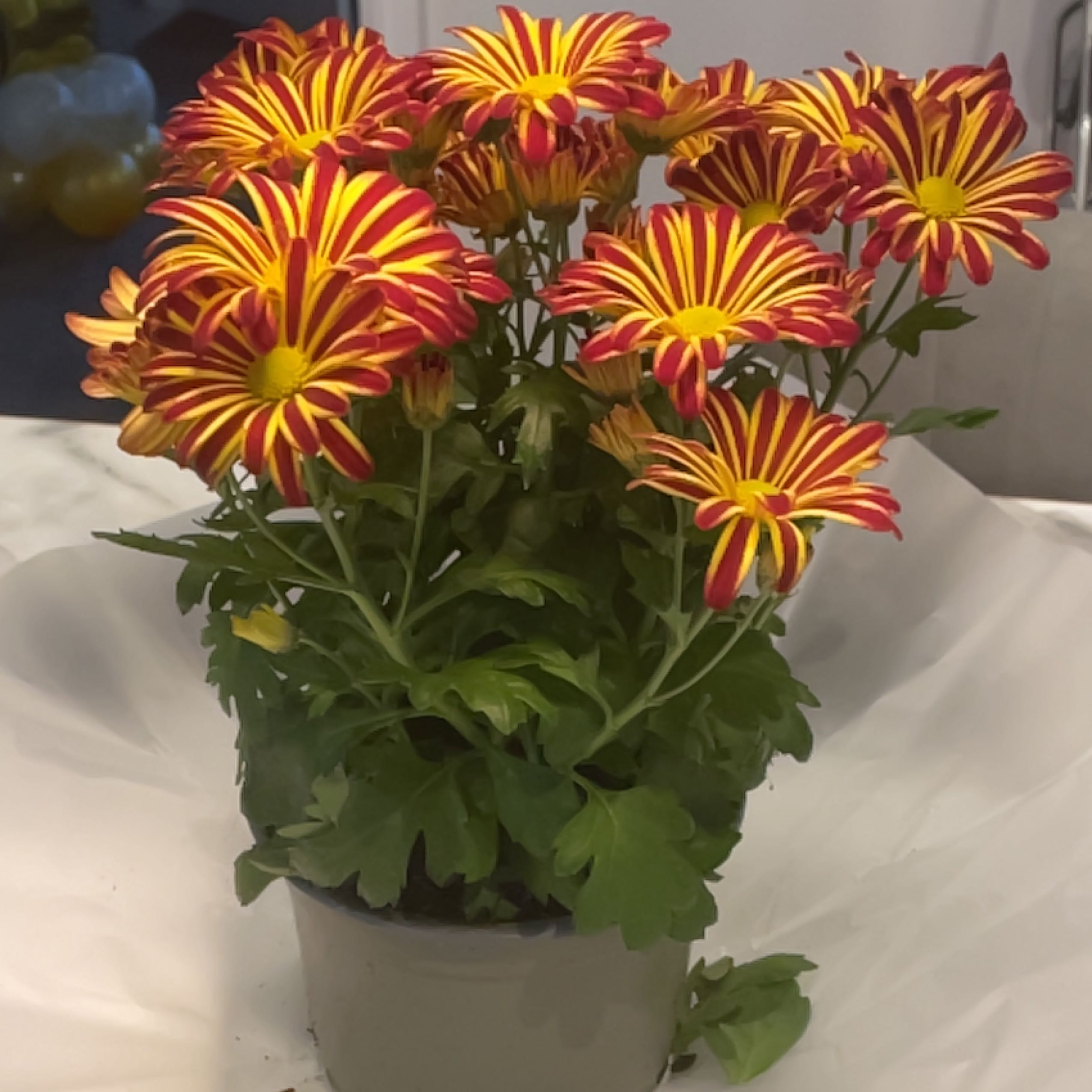 Potted Florist's Daisy with vibrant red and yellow flowers, appearing healthy.