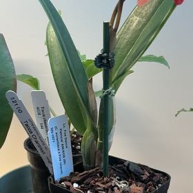Photo of the plant species Orchid by @ProudAgave64 named Elsie on Greg, the plant care app