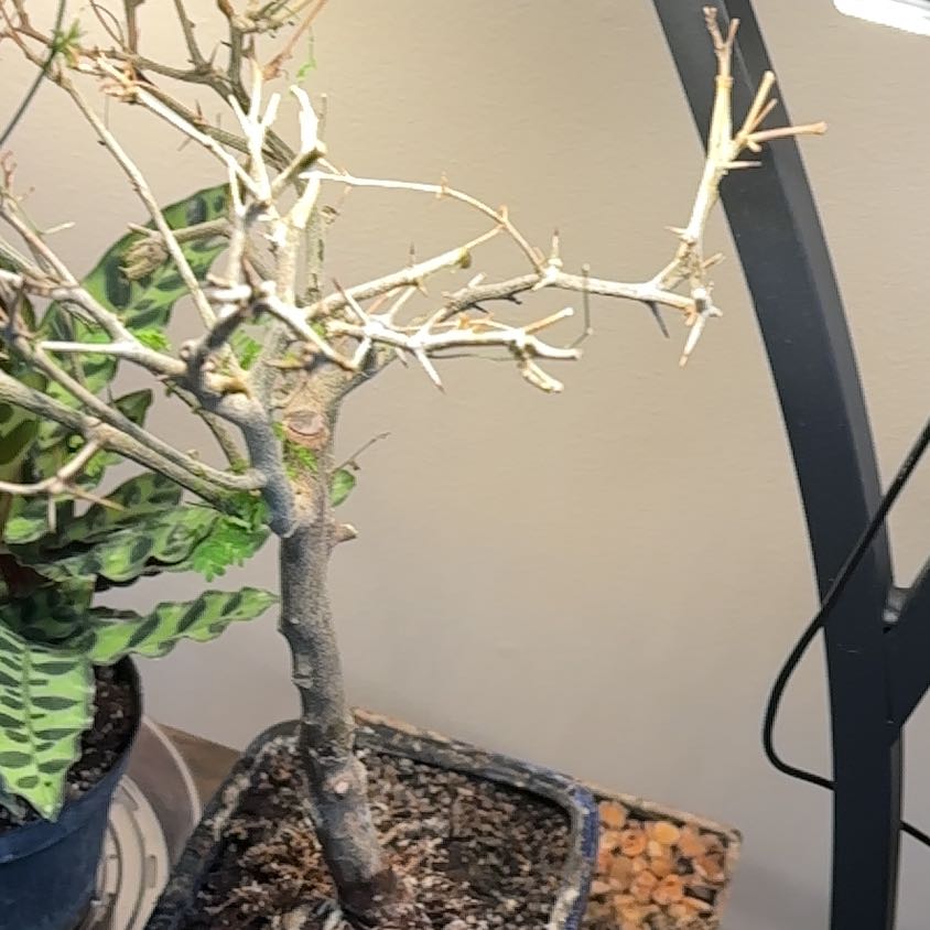 Photo of the plant species Brazilian Rain Tree by @ProudAgave64 named Raine on Greg, the plant care app