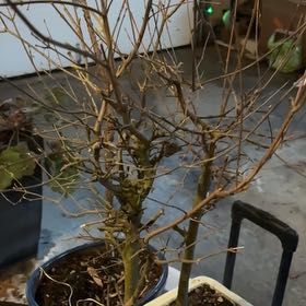 Photo of the plant species Amur Maple by @ProudAgave64 named Amur on Greg, the plant care app