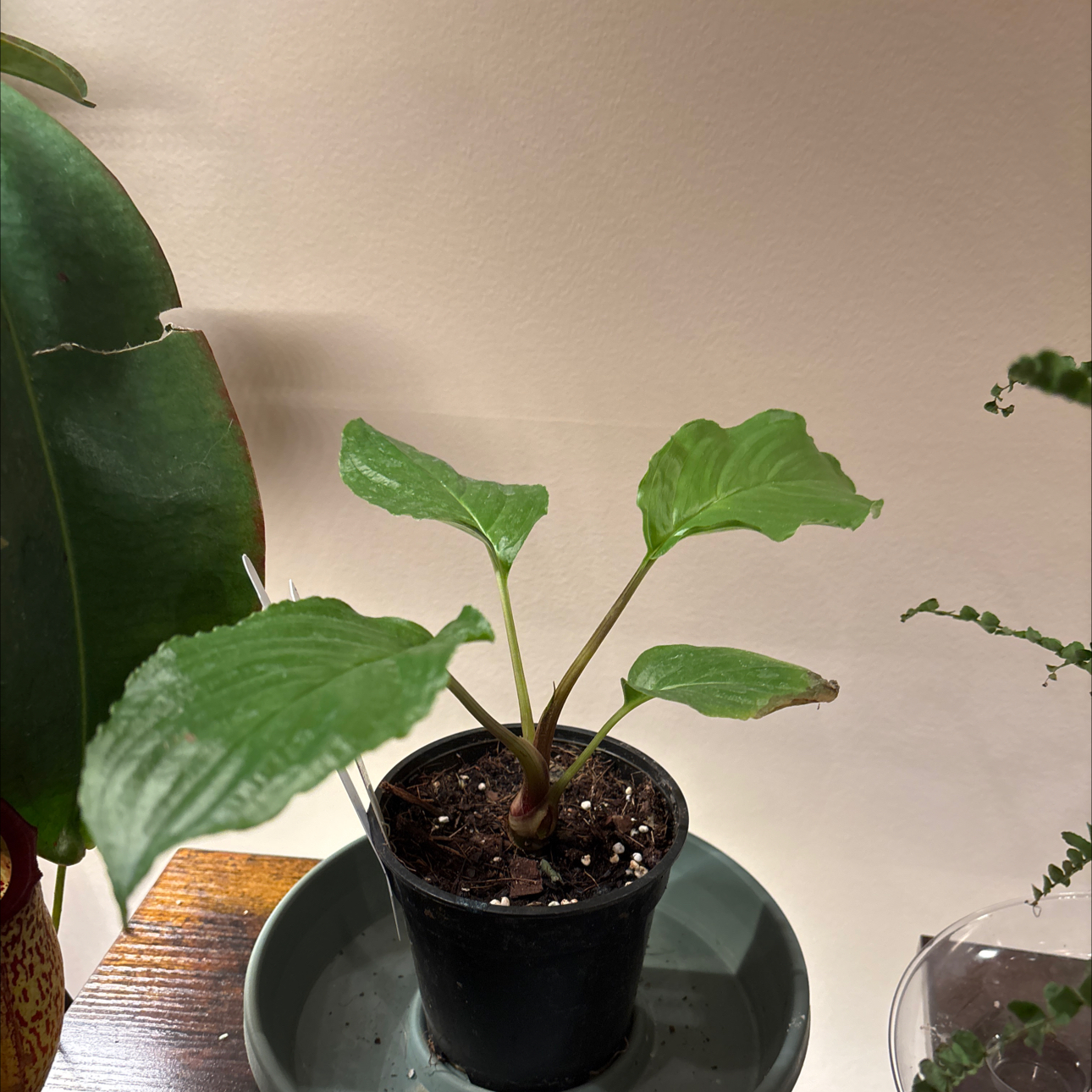 Photo of the plant species Black Bat Flower by @ProudAgave64 named BB on Greg, the plant care app