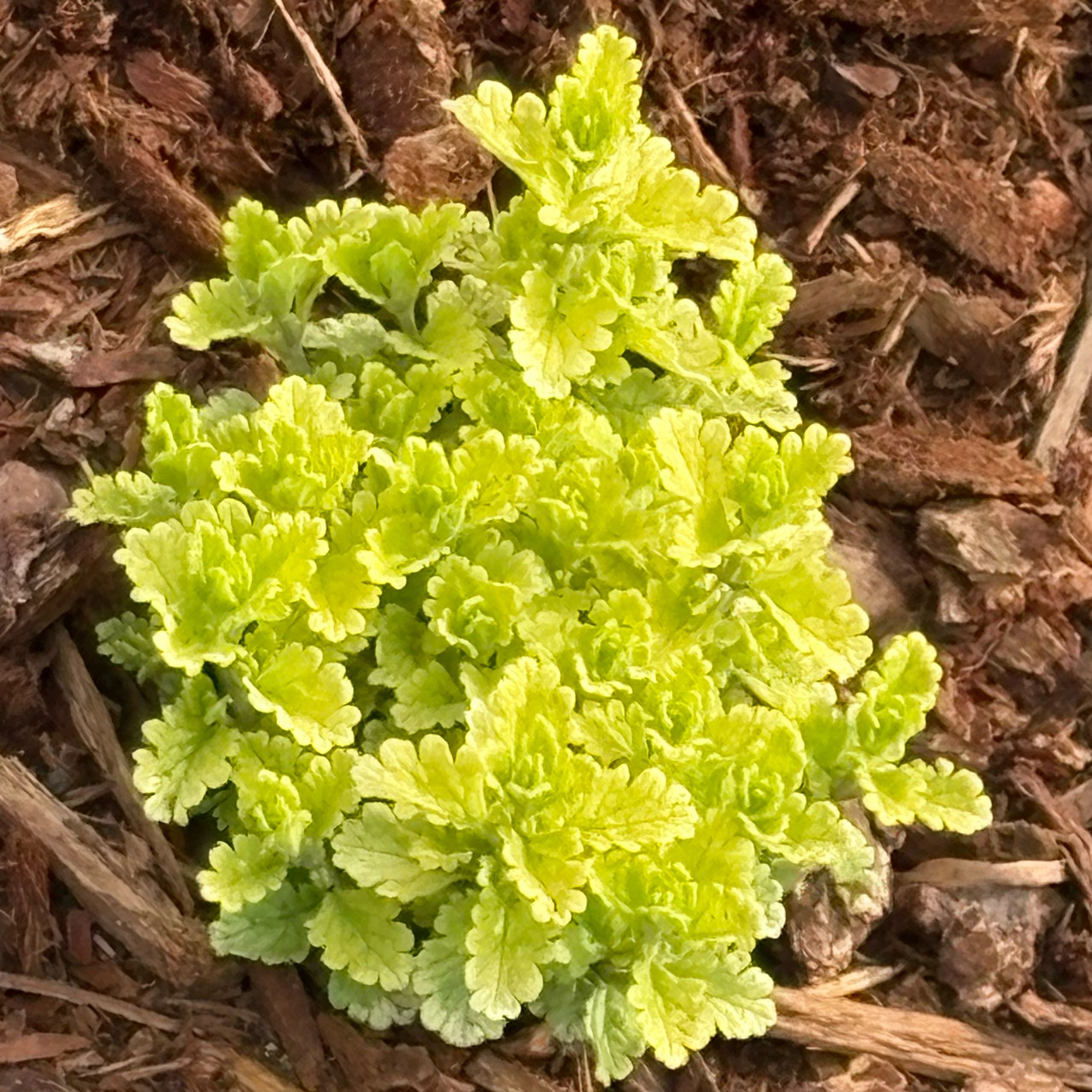 Photo of the plant species Teucrium 'Summer Sunshine' by @VitalJavamoss98 named Gaga on Greg, the plant care app