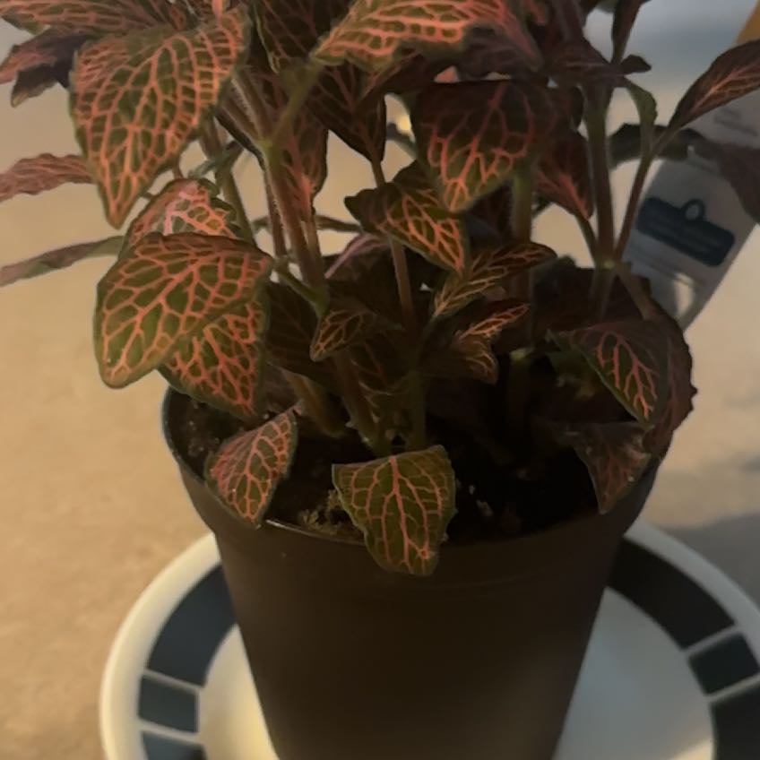 Photo of the plant species Nerve Plant by @DefiantBanana17 named Shakira on Greg, the plant care app