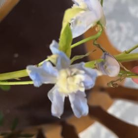 Photo of the plant species Forbes' Glory of the Snow by @JazzySweetsop56 named Sproutacus on Greg, the plant care app