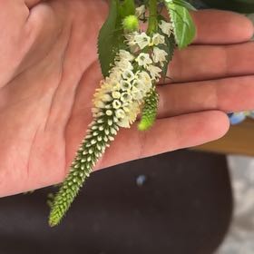 Photo of the plant species Virginia Sweetspire by @JazzySweetsop56 named Bruce Lee on Greg, the plant care app