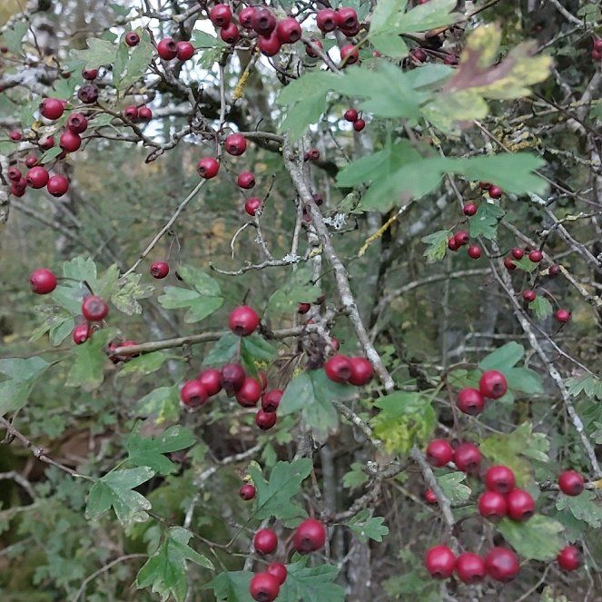 Photo of the plant species Hawthorn by @KeyMaitake84 named Baesil on Greg, the plant care app