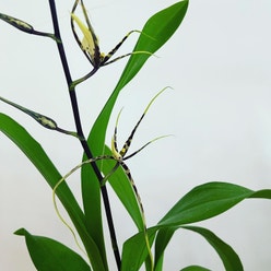 intergeneric oncidium orchid plant