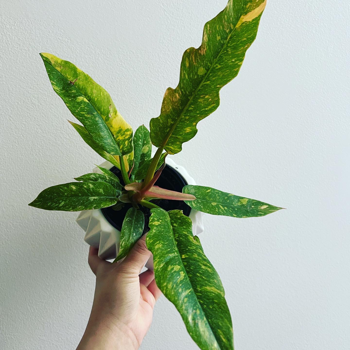 Philodendron 'Ring of Fire' plant with variegated leaves held by a hand.