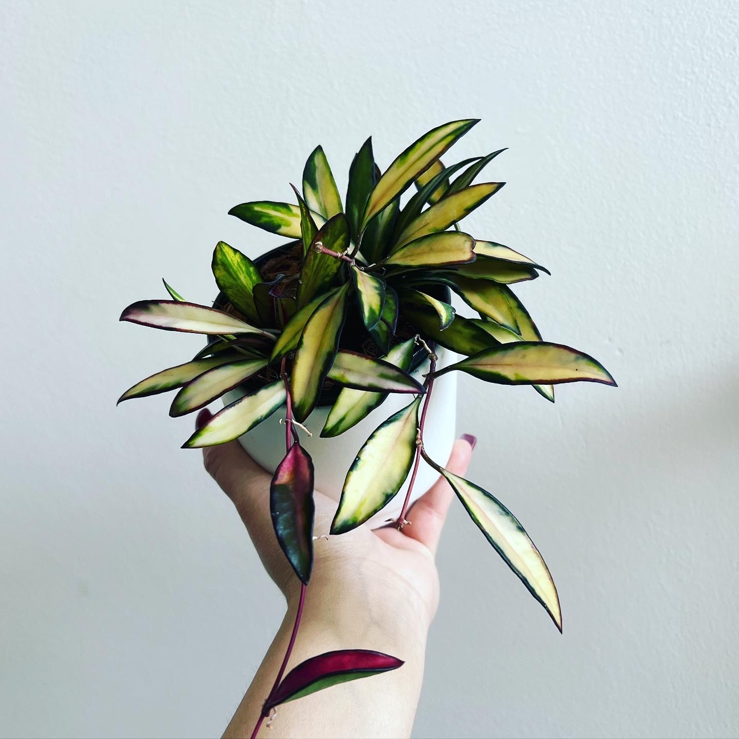 Variegated Hoya kentiana plant with elongated, variegated leaves held by a hand.