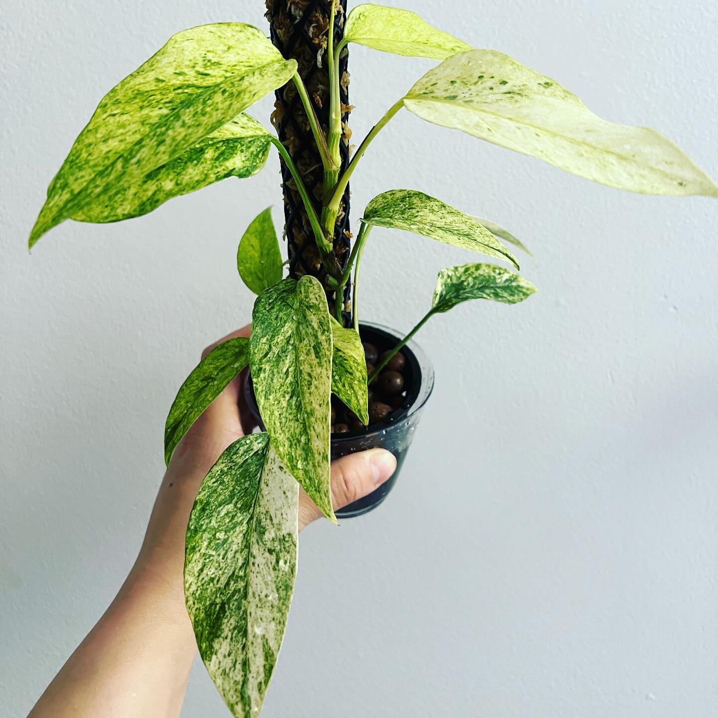 Variegated Epipremnum pinnatum plant with variegated leaves held by a hand.