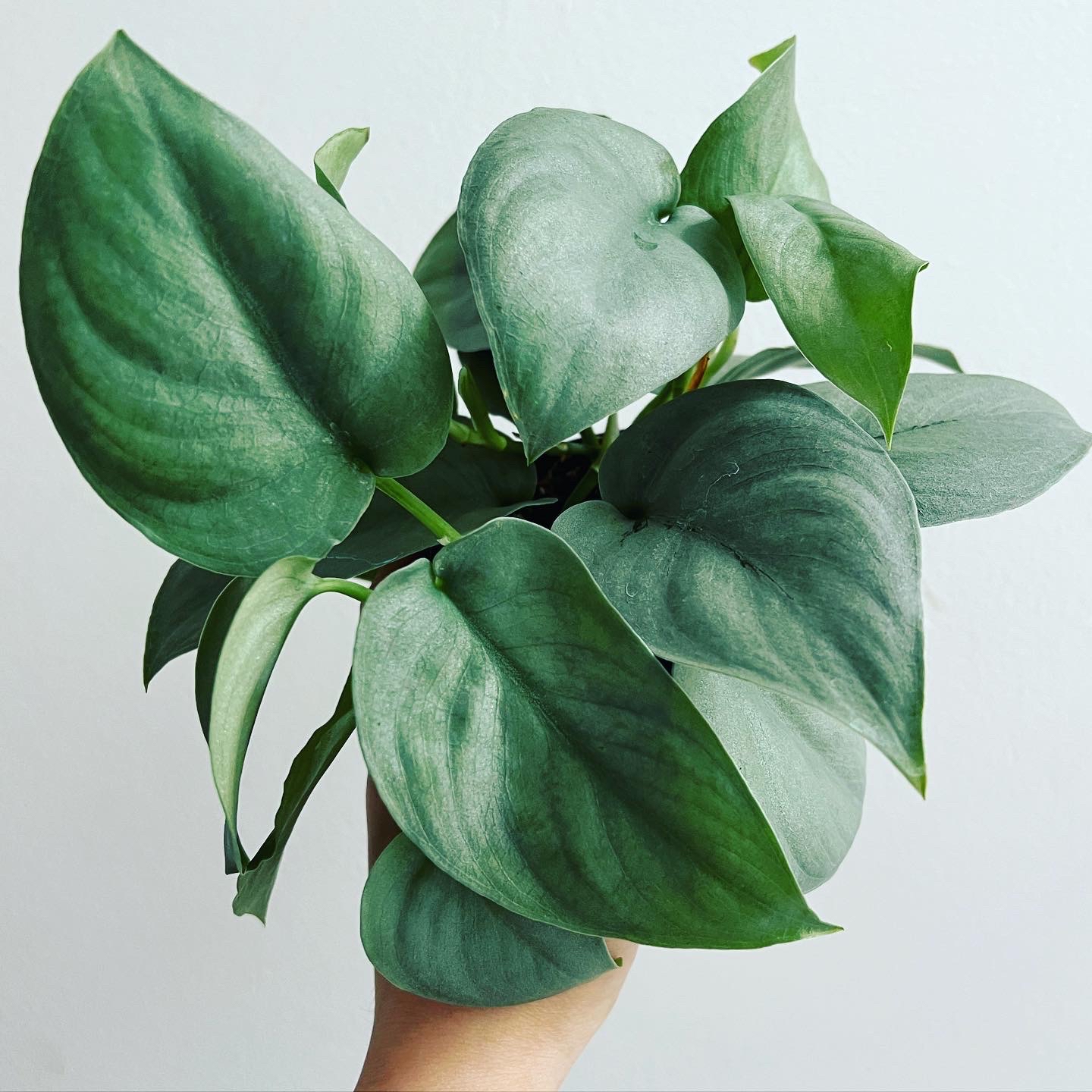 Scindapsus pictus 'Silver Hero' plant with vibrant, silver-green leaves held by a hand.