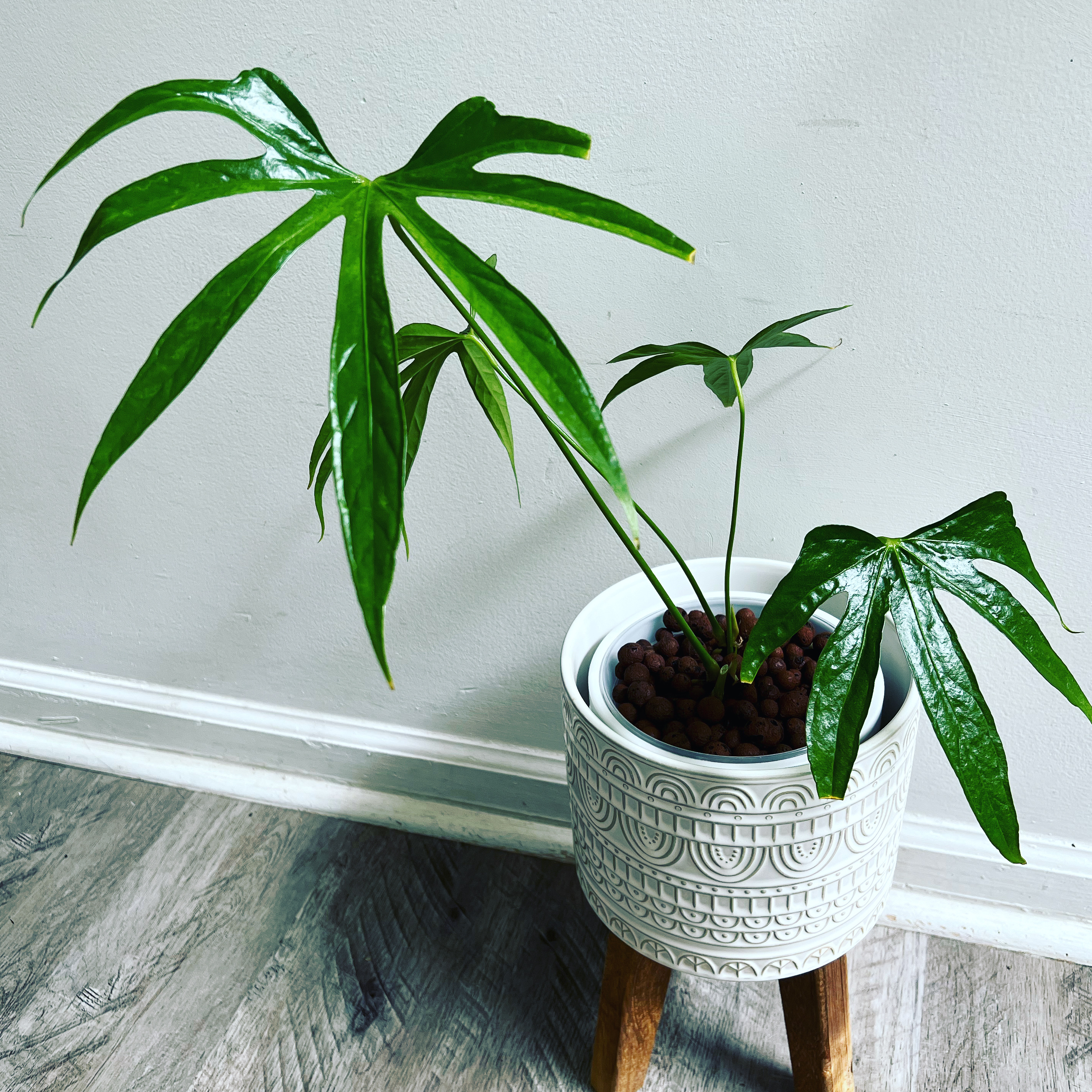 Anthurium Fingers plant in a decorative pot on a wooden floor, with glossy green leaves.