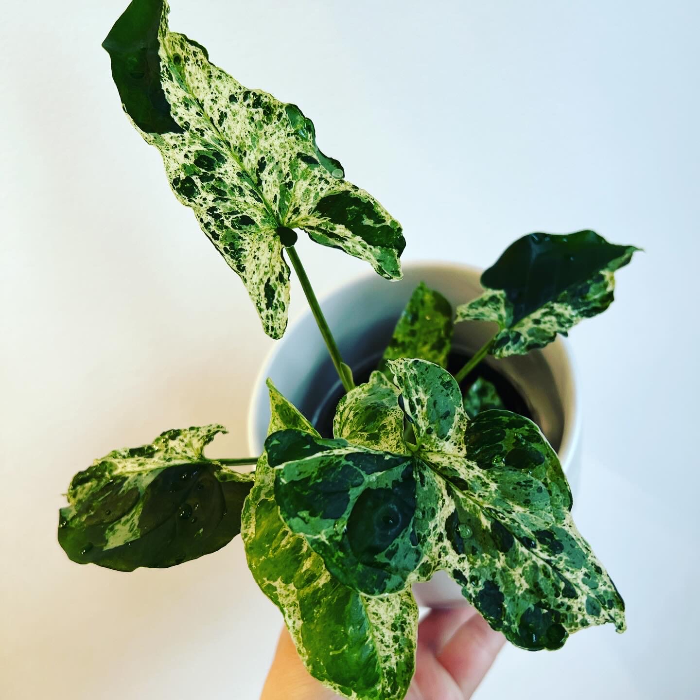 Syngonium podophyllum 'Mojito' plant with variegated green and white leaves in a white pot.