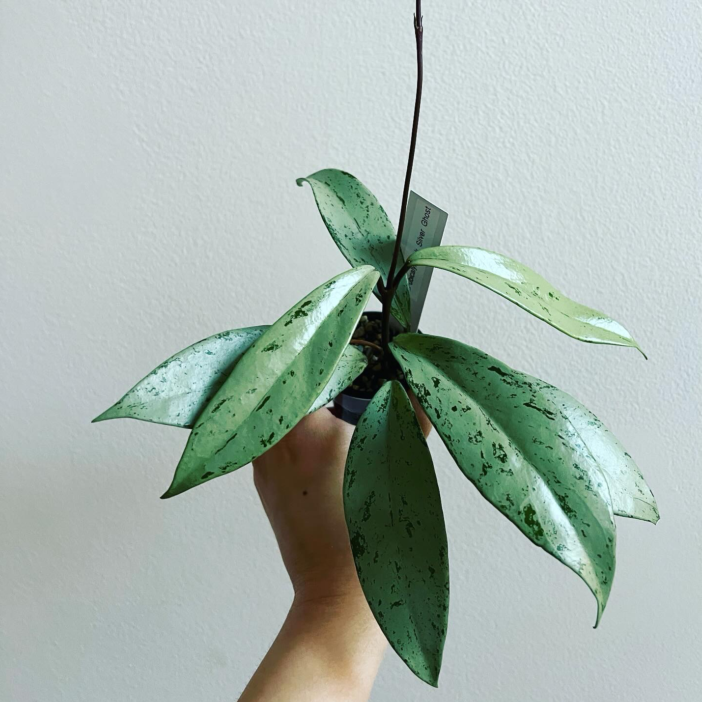 Photo of the plant species Pink Silver Pubicalyx by @itsfabiii named Hoya Pubicalyx Pink Silver Ghost on Greg, the plant care app