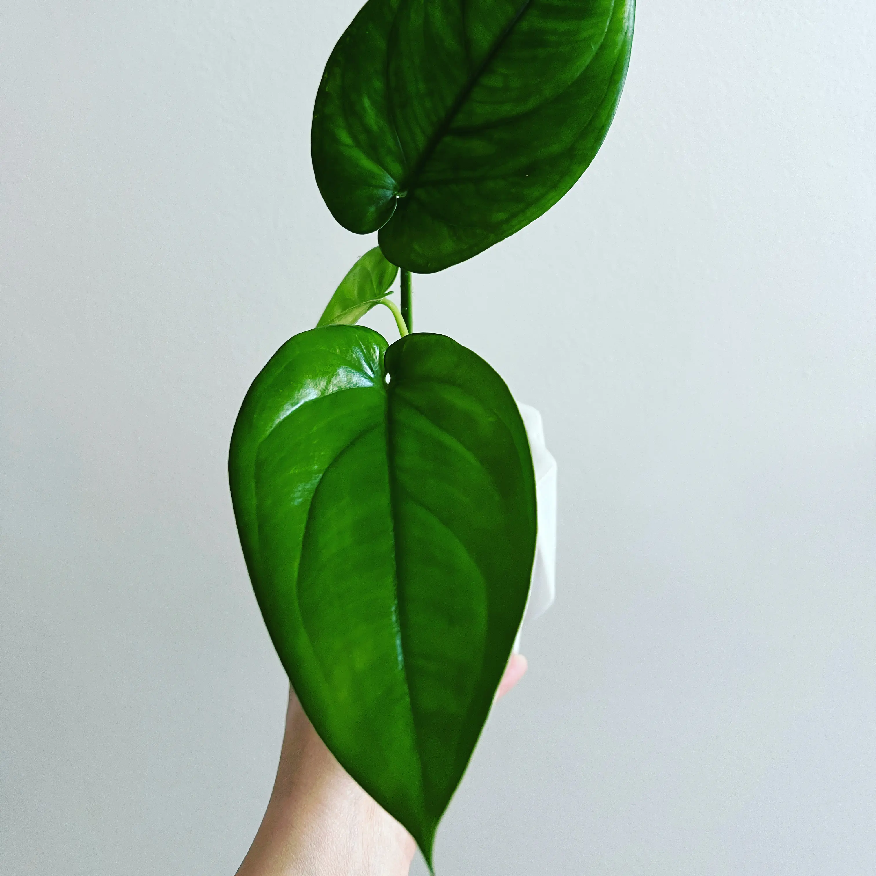 Syngonium chiapense plant with vibrant green leaves held by a hand.