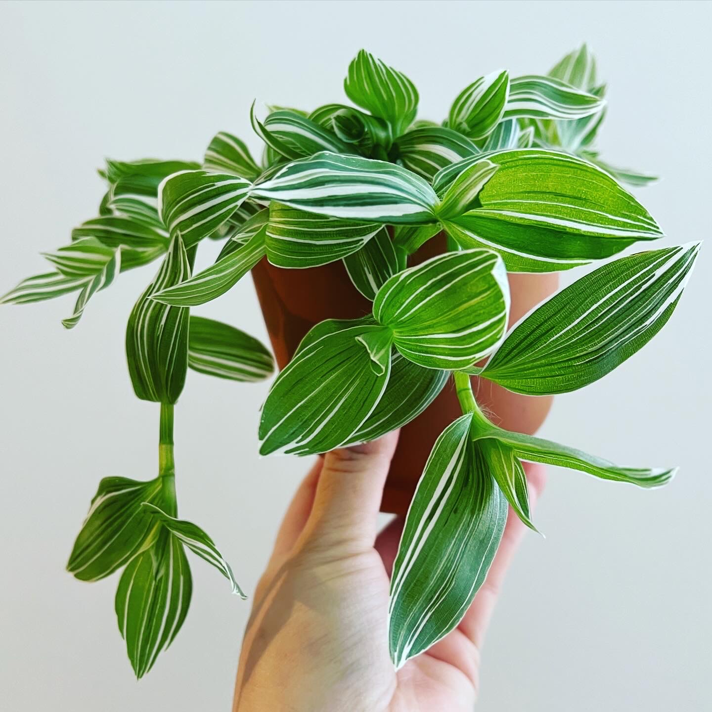 Tradescantia albiflora 'Albovittata' uploaded to the Greg plant app by @itsfabiii