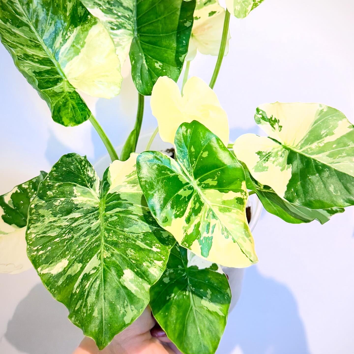 Photo of the plant species Alocasia Dawn by @itsfabiii named Alocasia Dawn on Greg, the plant care app