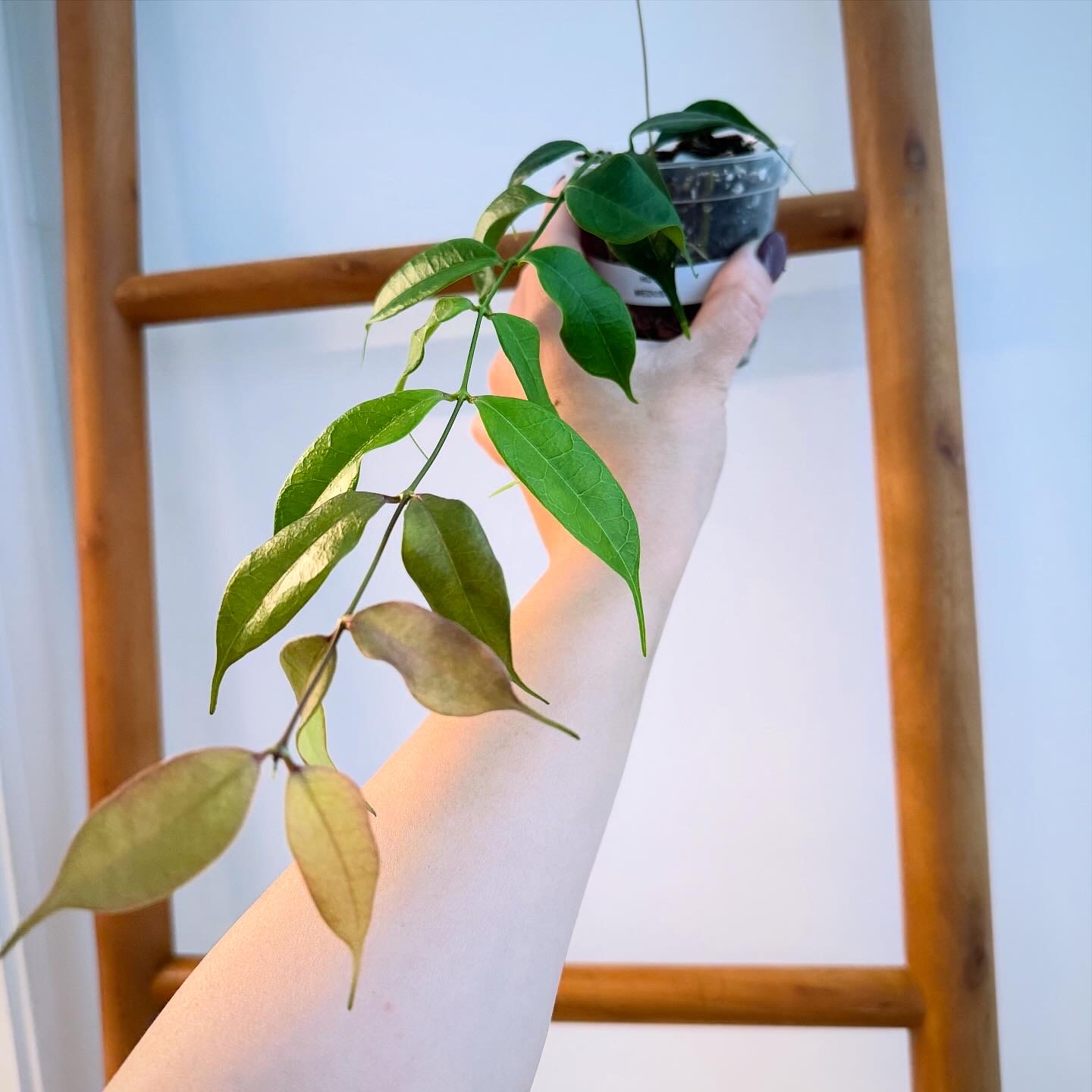 Photo of the plant species Exotic Hoya by @itsfabiii named Hoya Medusa on Greg, the plant care app