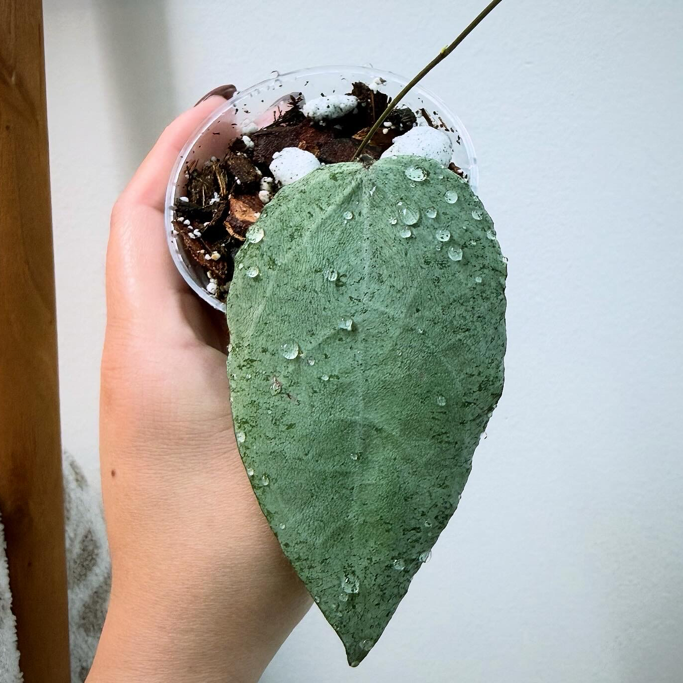 Photo of the plant species Hoya caudata 'Silver' by @itsfabiii named Hoya Caudata Argene on Greg, the plant care app