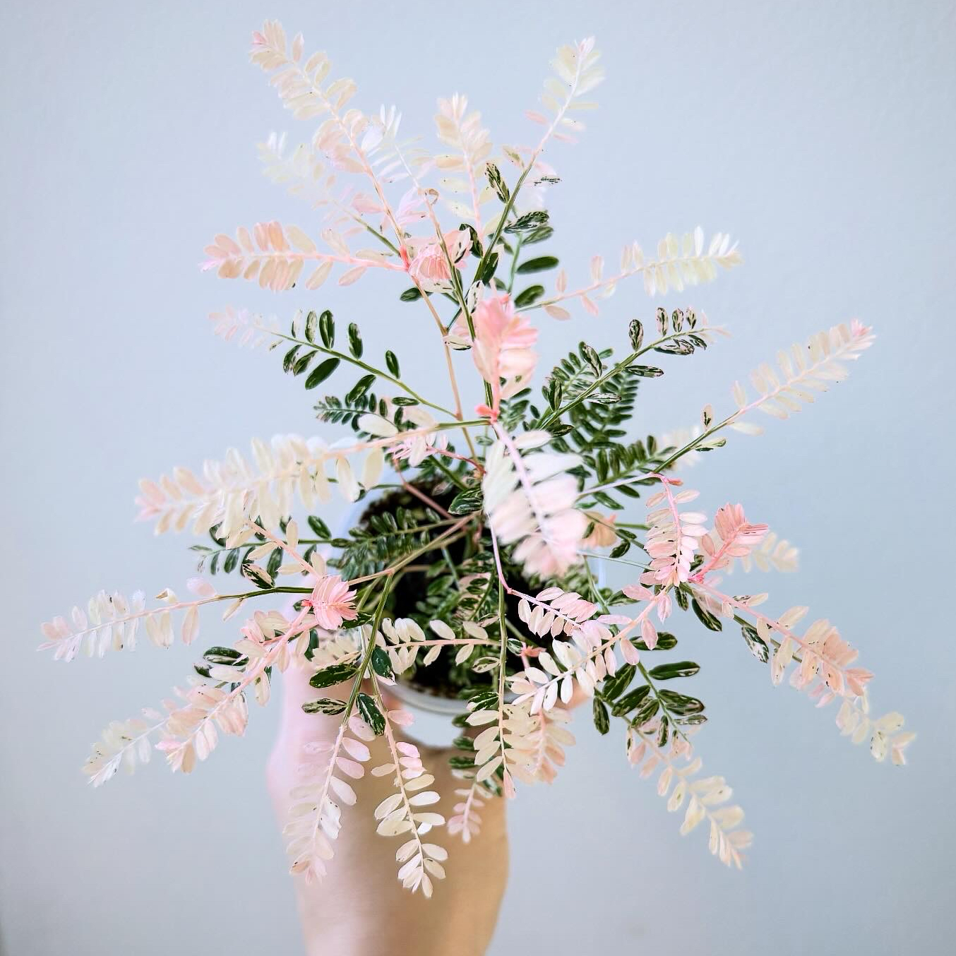 Photo of the plant species Chamber Bitter by @itsfabiii named Phyllanthus Urinaria Pink on Greg, the plant care app